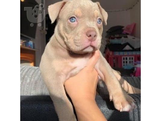 Κουτάβια Pitbull για 200 €
